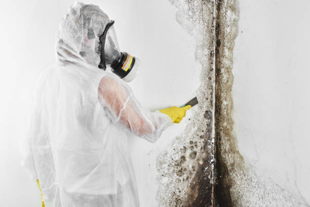 Professional Mold Remediation in Wellington, TX