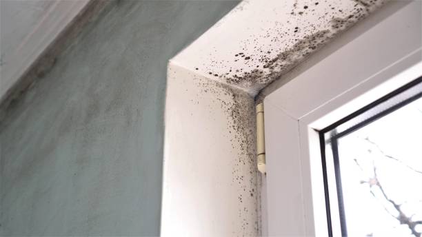 Best Basement Mold Remediation in Wellington, TX
