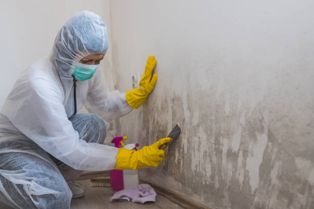 Reliable Wellington, TX Mold Remediation Solutions