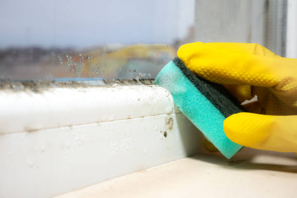 Best Residential Mold Remediation in Wellington, TX