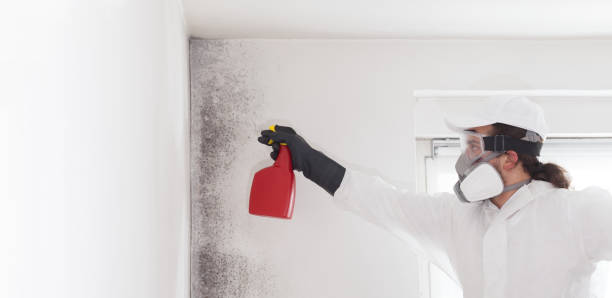 Best Kitchen Mold Remediation in Wellington, TX
