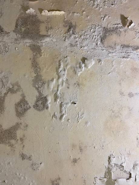 Best HVAC Mold Remediation in Wellington, TX