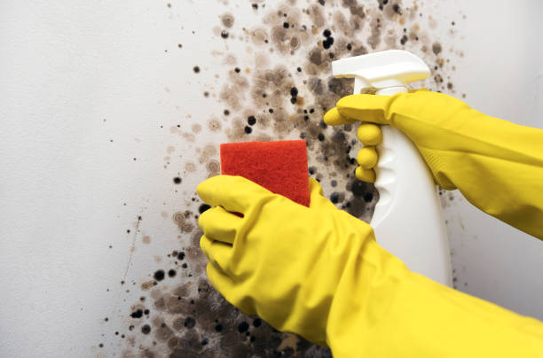Best Crawl Space Mold Remediation in Wellington, TX