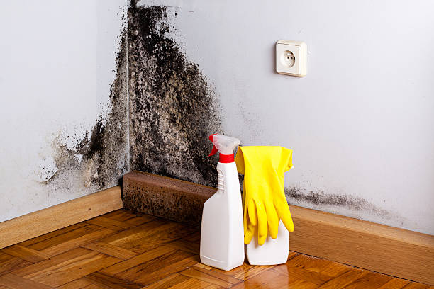 Best Emergency Mold Remediation in Wellington, TX