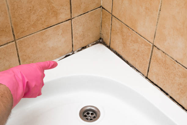 Best Localized Mold Remediation (e.g., coastal areas, humid climates) in Wellington, TX